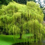 Vŕba smútočná (Salix sepulcralis) ´CHRYSOCOMA´ - výška 130-170 cm, kont. C5L